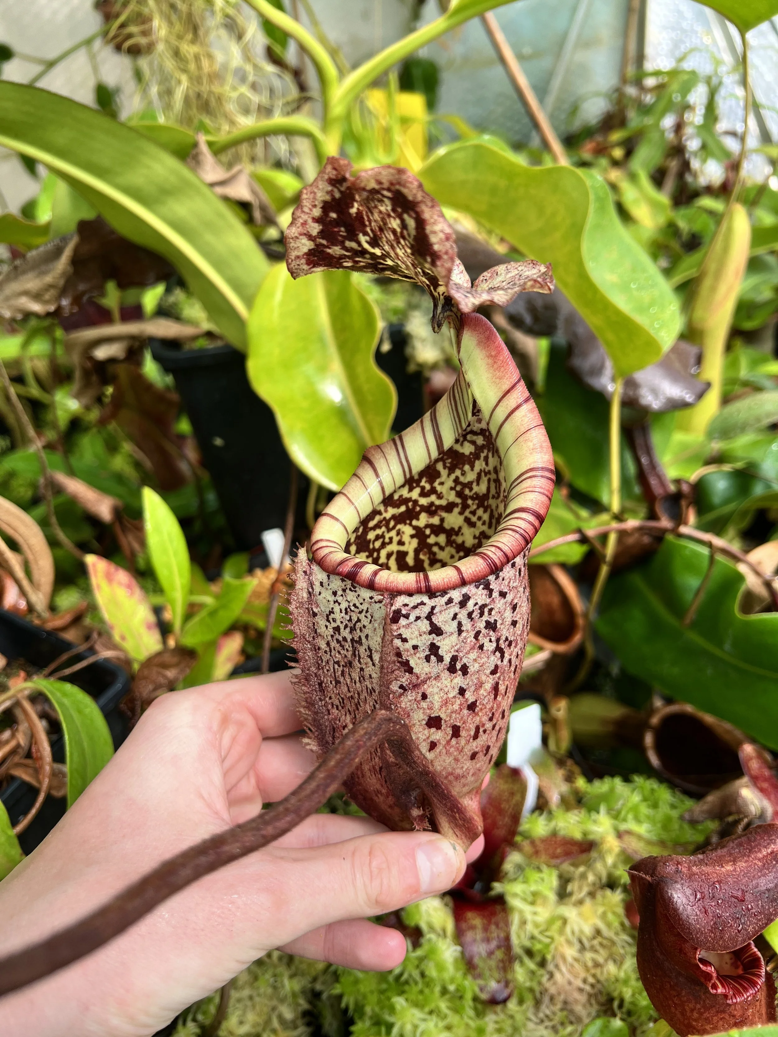 Nepenthes burbidgeae 'Pig hill' 食虫植物 7 Nepenthes burbidgeae